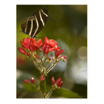 Butterfly on Royal Poinciana Postcard