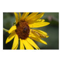 Butterfly on Sunflower Canvas posters