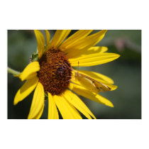 Butterfly on Sunflower Canvas posters