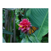 Butterfly on Tenerife posters
