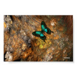 Butterfly On The Cactus posters