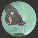 Butterfly on the Edge of a Leaf. plates