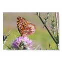 Butterfly on Thistle 2 posters