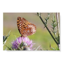 Butterfly on Thistle 2 posters