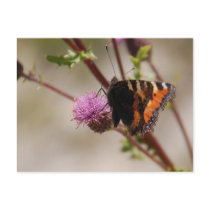 Butterfly on Thistle Postcard