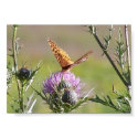 Butterfly on Thistle posters