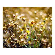 butterfly on thistles posters