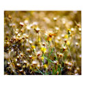 butterfly on thistles posters by dma847 butterfly on thistles posters
