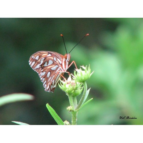 Butterfly on Wild Sunflower Bud print