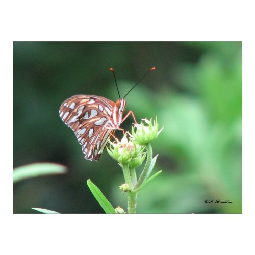 Butterfly on Wild Sunflower Bud print