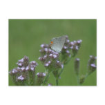 Butterfly on Wild Verbena Photo Postcard