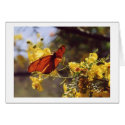 Butterfly on Yellow Flowers cards by aspenmoon Butterfly on Yellow Flowers cards
