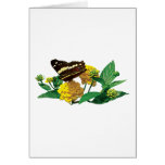 Butterfly on Yellow Lantana Cards