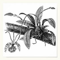 Butterfly orchid posters