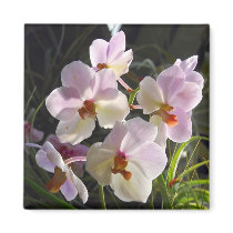 Butterfly Orchids - pink magnets by almedic104 Butterfly Orchids - pink magnets
