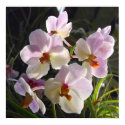 Butterfly Orchids - pink posters