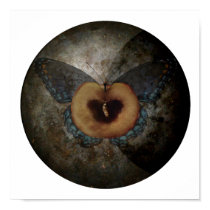 Butterfly Origins Archival Print