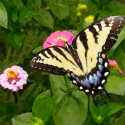 Butterfly Painting Magnet magnet