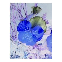Butterfly Pansy posters
