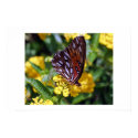 Butterfly perched on Golden Lantana posters by Chase2298 Butterfly perched on Golden Lantana posters
