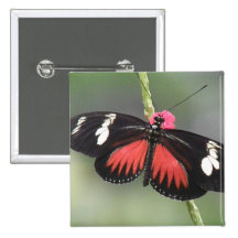 Butterfly Photo Design Square Pin