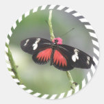 Butterfly Photo Design Sticker