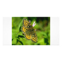 Butterfly Photo Greeting Card