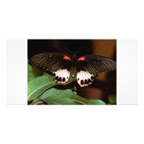 Butterfly Picture Card