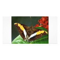 Butterfly Photo Cards