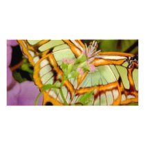 Butterfly Personalized Photo Card