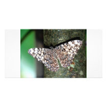 Butterfly Custom Photo Card