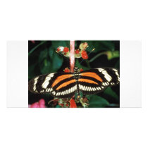 Butterfly photo cards by oddbob Butterfly photo cards
