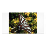 Butterfly Picture Card