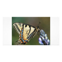 Butterfly photo cards by oddbob Butterfly photo cards