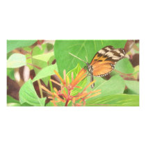 Butterfly Custom Photo Card