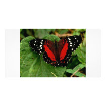 Butterfly Customized Photo Card