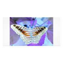 Butterfly photo cards