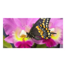 Butterfly Photo Greeting Card