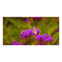 Butterfly Photo Greeting Card