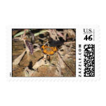 Butterfly Photography Stamp