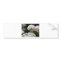 Butterfly Photos Bumper Sticker