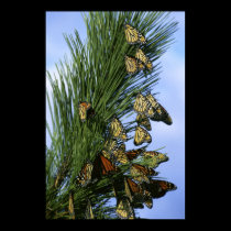 Butterfly Pine Resort Poster posters