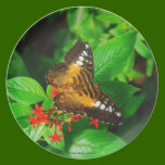 Butterfly Plate plates