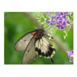 Butterfly Pollinating Postcard