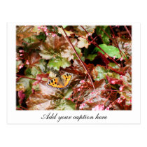 Butterfly postcards