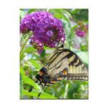 Butterfly Post card
