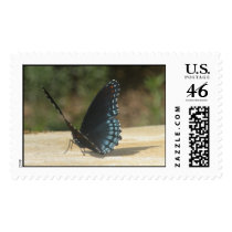 Butterfly Postage Stamps