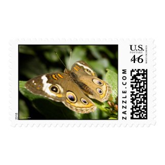 Butterfly Postage Stamps stamp