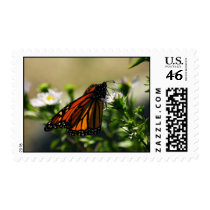 Butterfly Postage Stamps