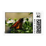 Butterfly Postage Stamps